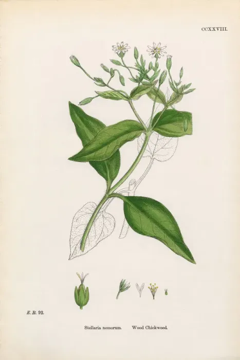 Framed Print : Wood Chickweed, Cerastium Nemorum, Victorian Botanical Illustration, 1863 Framed Print : Wood Chickweed, Cerastium Nemorum, Victorian Botanical Illustration, 1863
