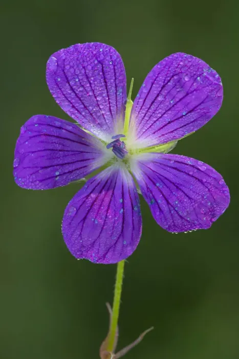 Framed Print : Wood Cranesbill -Geranium sylvaticum-, Tyrol, Austria Framed Print : Wood Cranesbill -Geranium sylvaticum-, Tyrol, Austria
