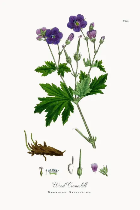 Framed Print : Wood Cranesbill, Geranium Sylvaticum, Victorian Botanical Illustration, 1863 Framed Print : Wood Cranesbill, Geranium Sylvaticum, Victorian Botanical Illustration, 1863