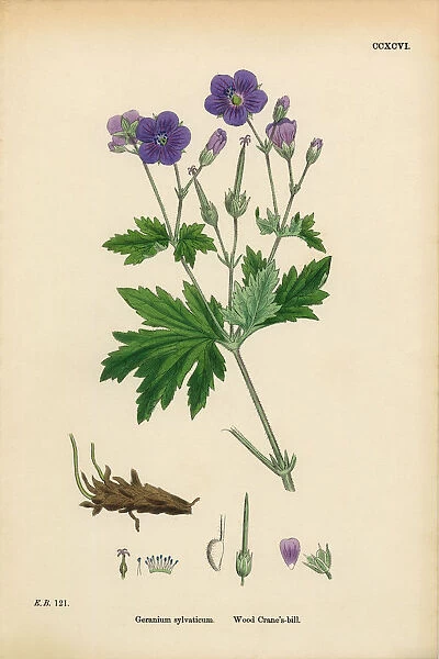 Wood Cranesbill, Geranium Sylvaticum, Victorian Botanical Illustration, 1863