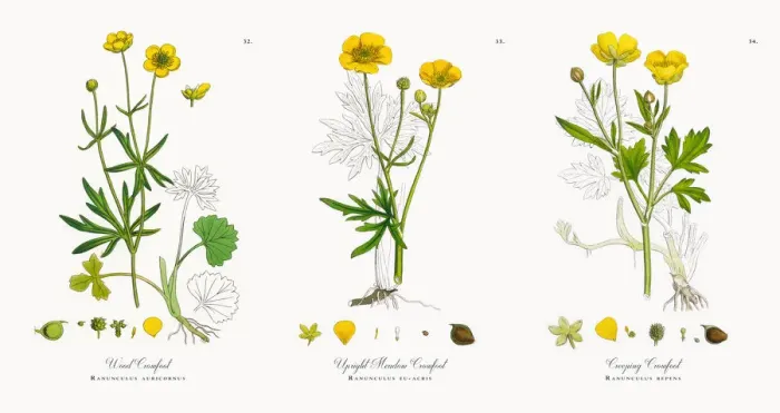 Framed Print : Wood Crowfoot, Ranunculus auricornus, Victorian Botanical Illustration, 1863 Framed Print : Wood Crowfoot, Ranunculus auricornus, Victorian Botanical Illustration, 1863