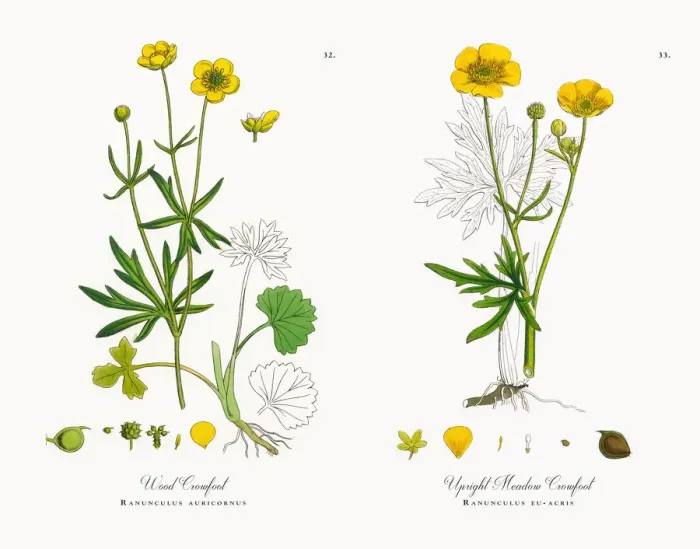Framed Print : Wood Crowfoot, Ranunculus auricornus, Victorian Botanical Illustration, 1863 Framed Print : Wood Crowfoot, Ranunculus auricornus, Victorian Botanical Illustration, 1863
