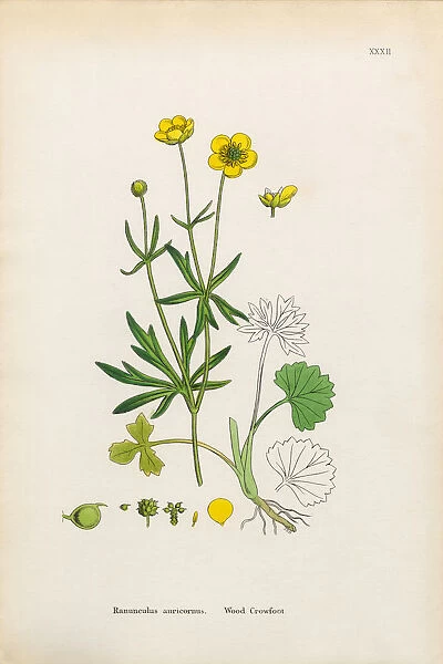 Wood Crowfoot, Ranunculus auricornus, Victorian Botanical Illustration, 1863