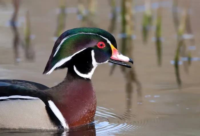 Framed Print : Wood duck