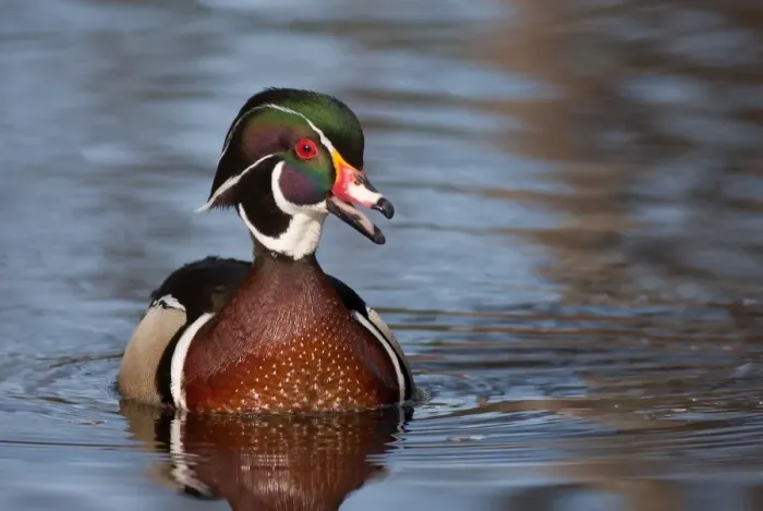 Framed Print : Wood duck Framed Print : Wood duck