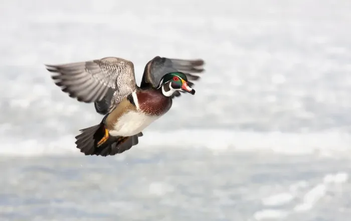 Framed Print : Wood duck Framed Print : Wood duck