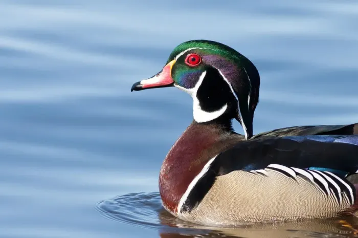 Framed Print : Wood duck
