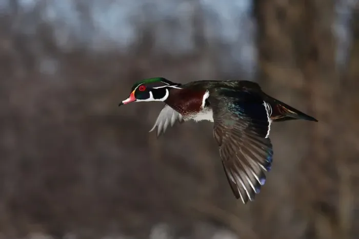 Framed Print : Wood Duck Framed Print : Wood Duck