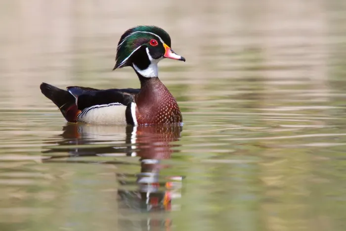 Framed Print : Wood Duck Framed Print : Wood Duck