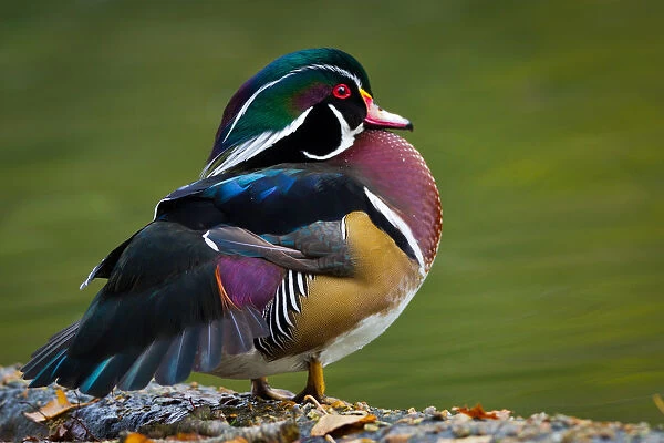 Wood duck (Aix sponsa) perching by side of pond