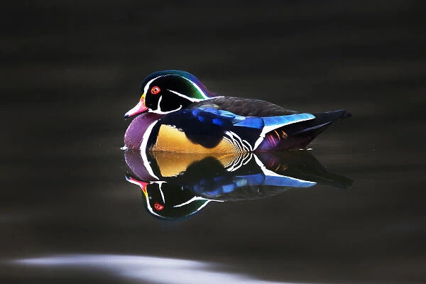 wood duck. The wood duck or Carolina duck (Aix sponsa) is a species of