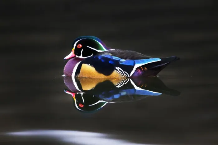 Framed Print : wood duck. The wood duck or Carolina duck (Aix sponsa) is a species of Framed Print : wood duck. The wood duck or Carolina duck (Aix sponsa) is a species of