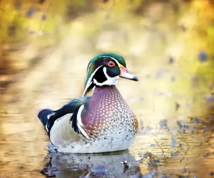 Framed Print : Wood Duck (Aix sponsa) Against Golden Light at Massapequa Preserve, Long Island, NY Framed Print : Wood Duck (Aix sponsa) Against Golden Light at Massapequa Preserve, Long Island, NY