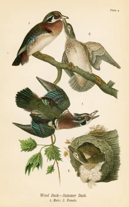 Framed Print : Wood duck bird lithograph 1890 Framed Print : Wood duck bird lithograph 1890