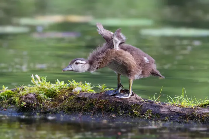 Framed Print : Wood duck chick take-off Framed Print : Wood duck chick take-off
