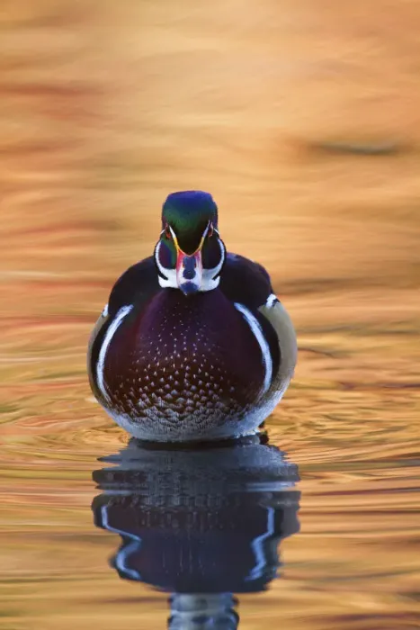 Framed Print : Wood Duck in Fall Colors Framed Print : Wood Duck in Fall Colors