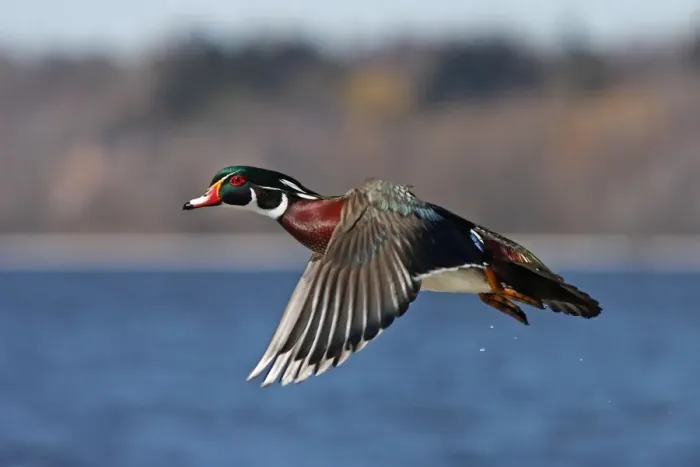 Framed Print : Wood duck flying in winter Framed Print : Wood duck flying in winter