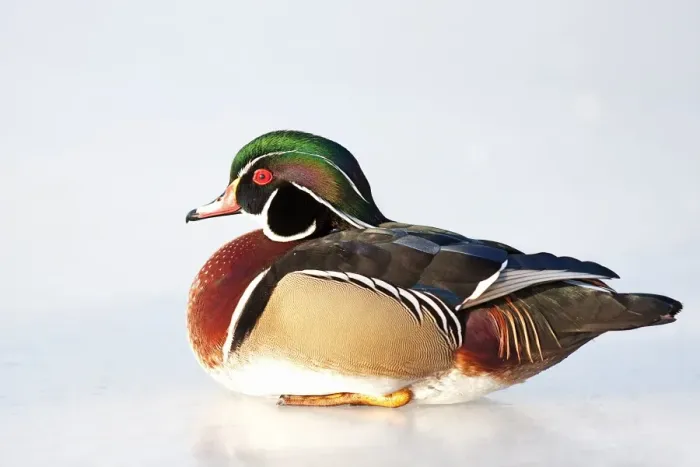 Framed Print : Wood duck on ice Framed Print : Wood duck on ice