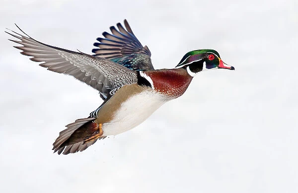 Wood Duck takes flight