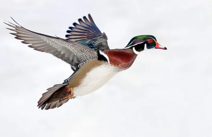 Framed Print : Wood Duck takes flight Framed Print : Wood Duck takes flight