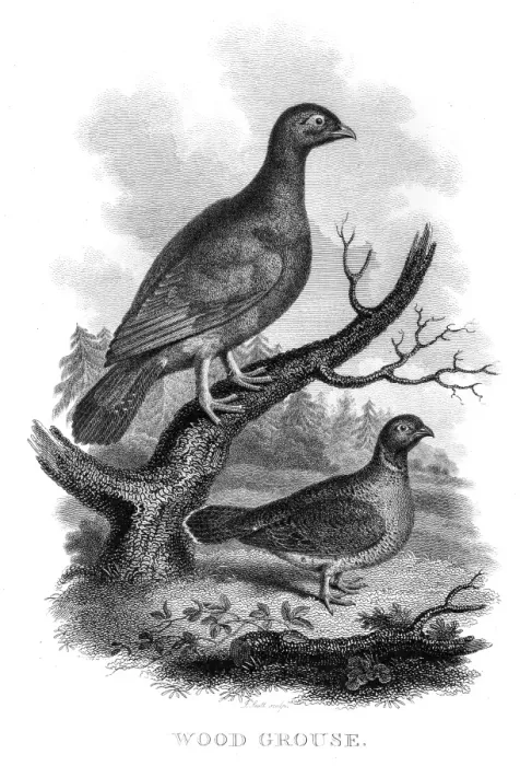Framed Print : Wood grouse engraving 1802 Framed Print : Wood grouse engraving 1802
