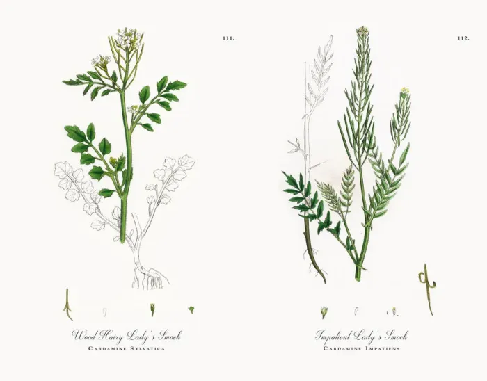 Framed Print : Wood Hairy Ladyas Smock, Cardamine Sylvatica, Victorian Botanical Illustration, 1863 Framed Print : Wood Hairy Ladyas Smock, Cardamine Sylvatica, Victorian Botanical Illustration, 1863