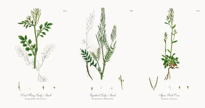 Framed Print : Wood Hairy Ladyas Smock, Cardamine Sylvatica, Victorian Botanical Illustration, 1863 Framed Print : Wood Hairy Ladyas Smock, Cardamine Sylvatica, Victorian Botanical Illustration, 1863