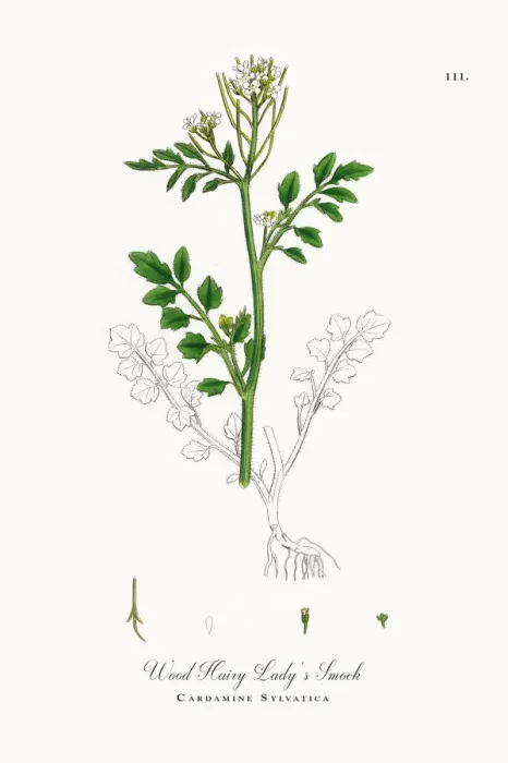 Framed Print : Wood Hairy Ladyas Smock, Cardamine Sylvatica, Victorian Botanical Illustration, 1863 Framed Print : Wood Hairy Ladyas Smock, Cardamine Sylvatica, Victorian Botanical Illustration, 1863