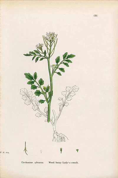 Wood Hairy Ladyas Smock, Cardamine Sylvatica, Victorian Botanical Illustration, 1863