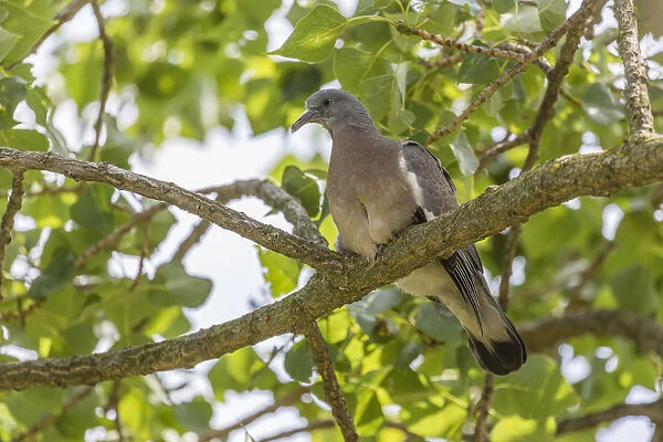 Wood Pigeon -Columba palumbus-, young bird perched on a branch, Seewinkel, Burgenland, Austria