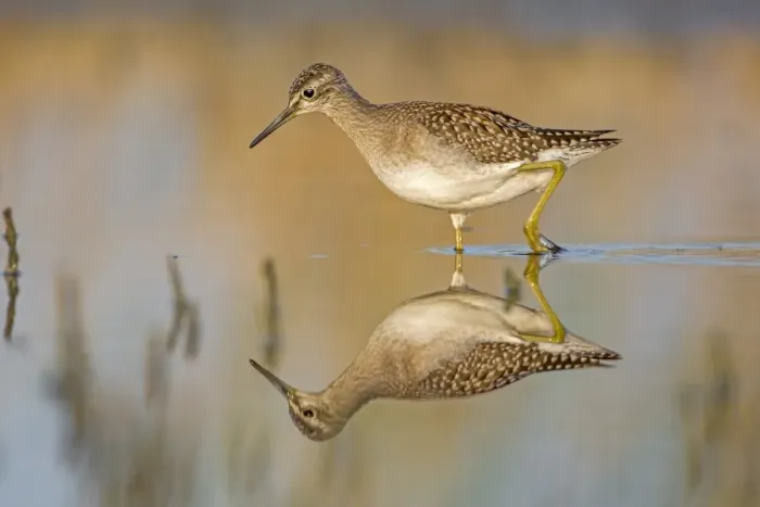 Framed Print : Wood Sandpiper -Tringa glareola-, foraging, reflections, Middle Elbe nature reserve, Saxony-Anhalt, Germany Framed Print : Wood Sandpiper -Tringa glareola-, foraging, reflections, Middle Elbe nature reserve, Saxony-Anhalt, Germany