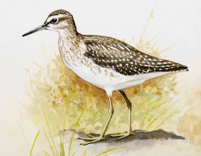 Framed Print : Wood sandpiper (Tringa glareola), standing, side view Framed Print : Wood sandpiper (Tringa glareola), standing, side view
