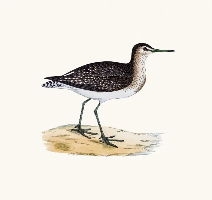 Framed Print : Wood sandpiper wader shorebird Framed Print : Wood sandpiper wader shorebird