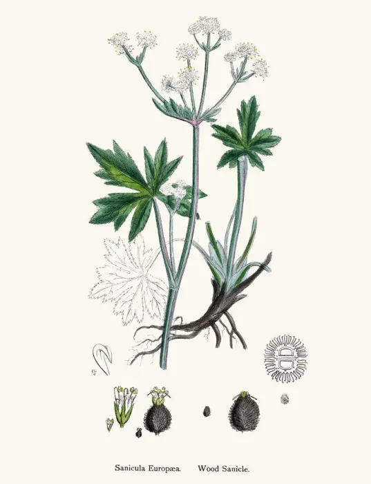 Framed Print : Wood Sanicle against respiratory infections