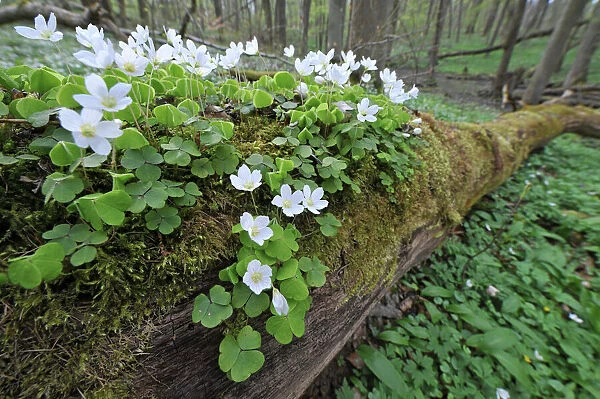 Wood Sorrel -Oxalis acetosella-, growing on dead wood, UNESCO World Natural Heritage Site, Nationalpark Hainich, Thuringia, Germany