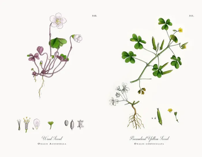 Framed Print : Wood Sorrel, Oxalis Acetosella, Victorian Botanical Illustration, 1863 Framed Print : Wood Sorrel, Oxalis Acetosella, Victorian Botanical Illustration, 1863