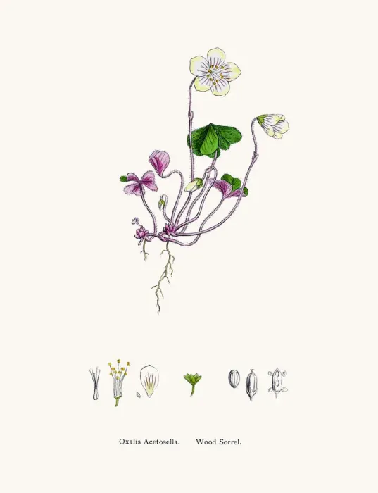 Framed Print : Wood sorrel plant Framed Print : Wood sorrel plant