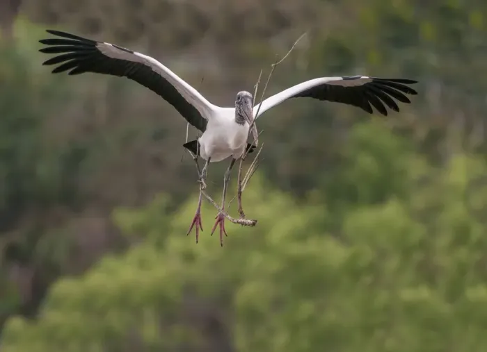 Framed Print : wood stork coming in to land
