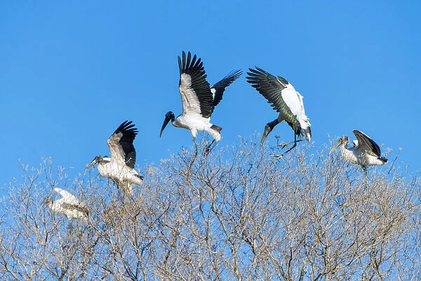 Wood storks on the tree