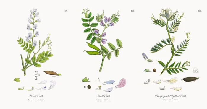 Framed Print : Wood Vetch, Vicia sylvatica, Victorian Botanical Illustration, 1863 Framed Print : Wood Vetch, Vicia sylvatica, Victorian Botanical Illustration, 1863