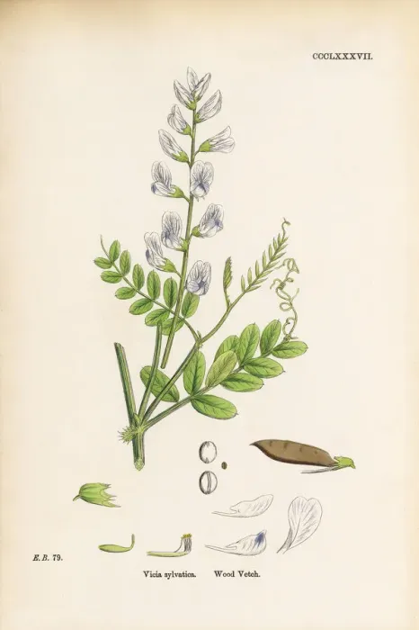 Framed Print : Wood Vetch, Vicia sylvatica, Victorian Botanical Illustration, 1863 Framed Print : Wood Vetch, Vicia sylvatica, Victorian Botanical Illustration, 1863