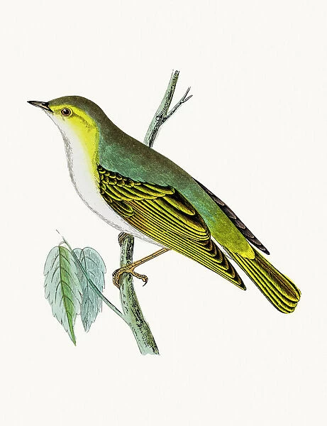 Wood warbler bird