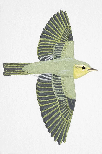 Wood Warbler (Phylloscopus sibilatrix), adult