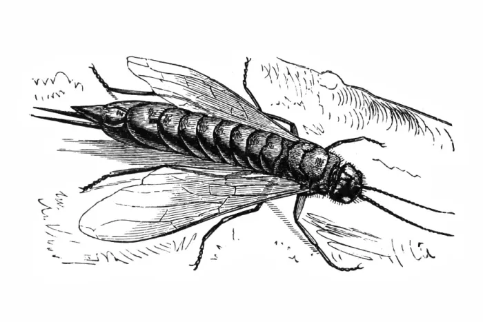 Framed Print : Wood wasp (Sirex juvencus)