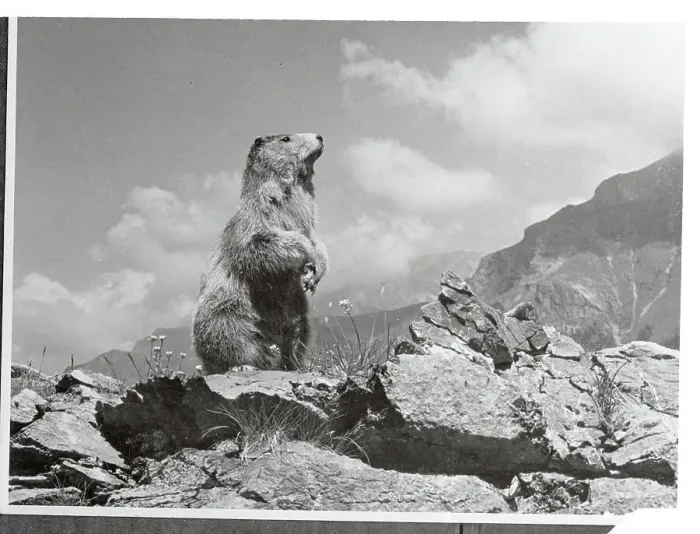 Framed Print : Woodchuck Scenting Danger Framed Print : Woodchuck Scenting Danger