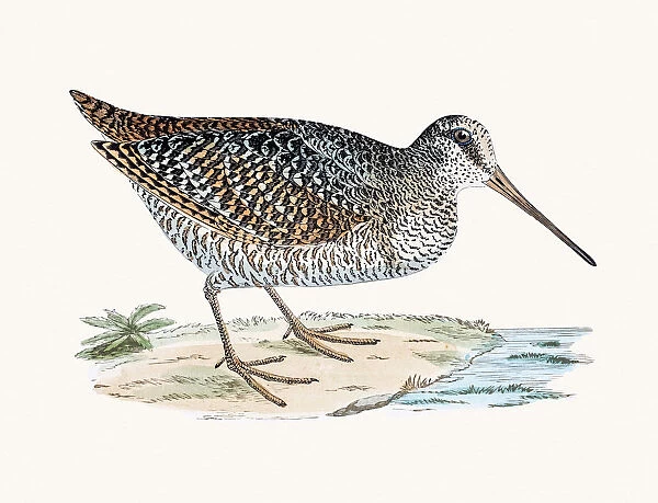 Woodcock. A photograph of an original hand-colored engraving