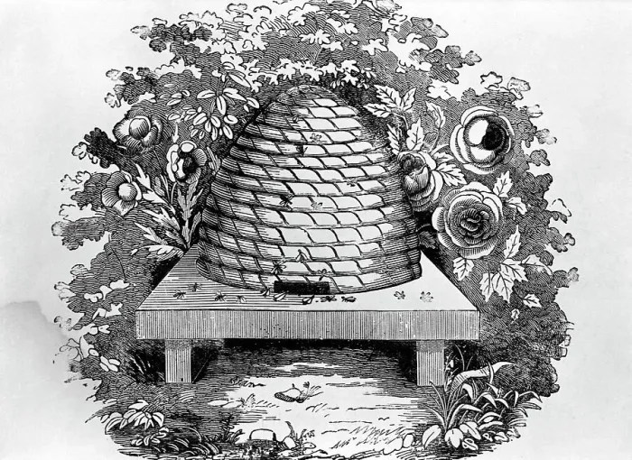 Framed Print : Woodcut Of A Beehive Framed Print : Woodcut Of A Beehive