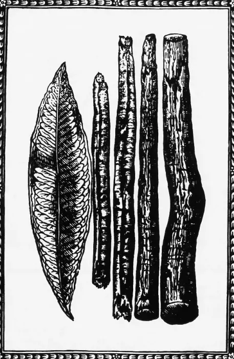 Framed Print : Woodcut Of Cinnamon Sticks & Leaf Framed Print : Woodcut Of Cinnamon Sticks & Leaf