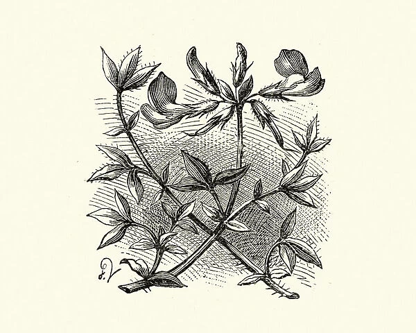 Woodcut engraving of Bird s-foot trefoil