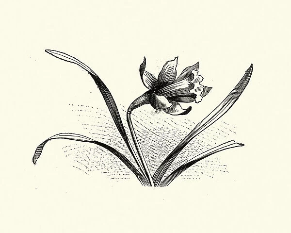 Woodcut engraving of a Daffodil